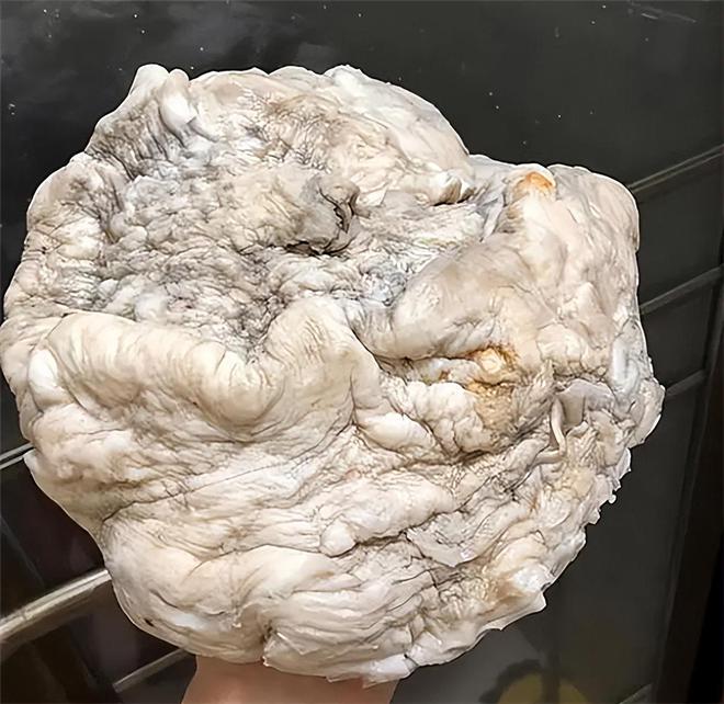AG九游会太岁到底是什么“东西”？中国科学家用精密仪器揭开太岁之谜(图5)