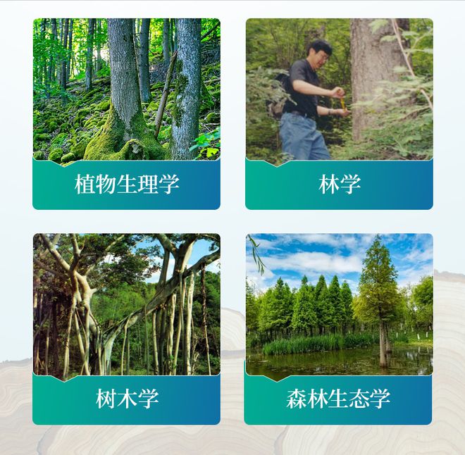仪器科普｜树木年轮分析仪如何测量工作？(图2)